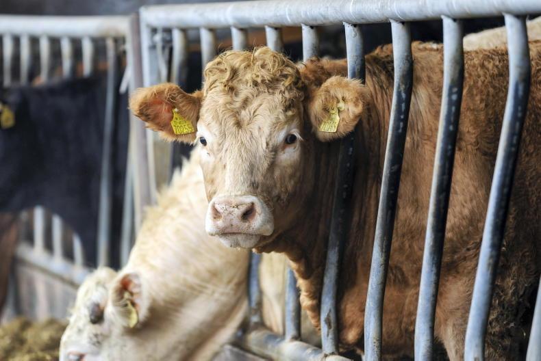 Beef prices rocket to record levels          