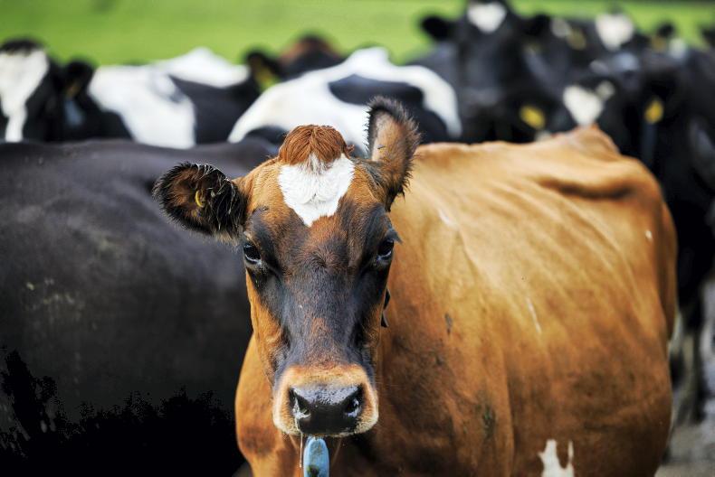 Editorial: Dairygold price row        