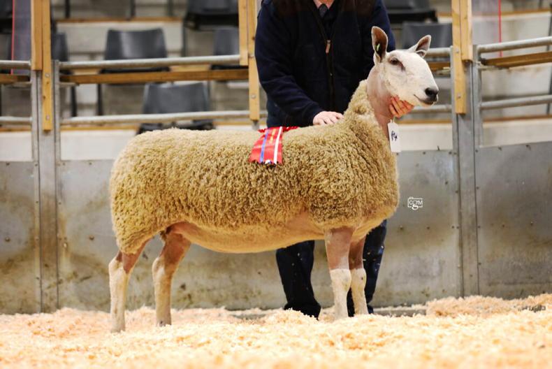 Hereford Bluefaced Leicester sale tops at 2,000gns
