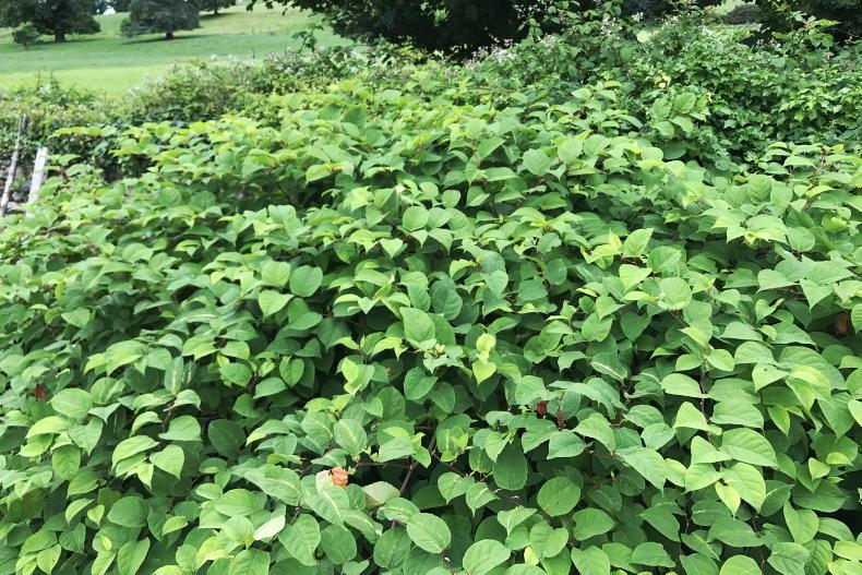 Better controls needed at borders to prevent invasive species, webinar hears