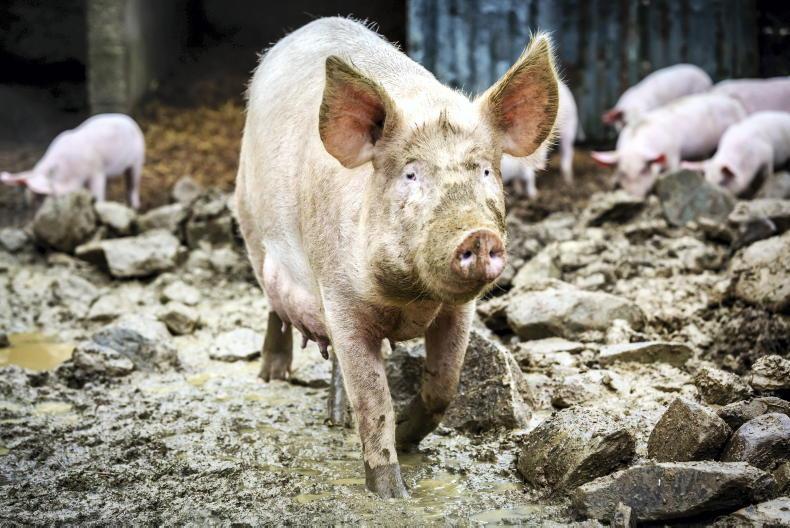 Cavan farmer elected IFA pigs chair