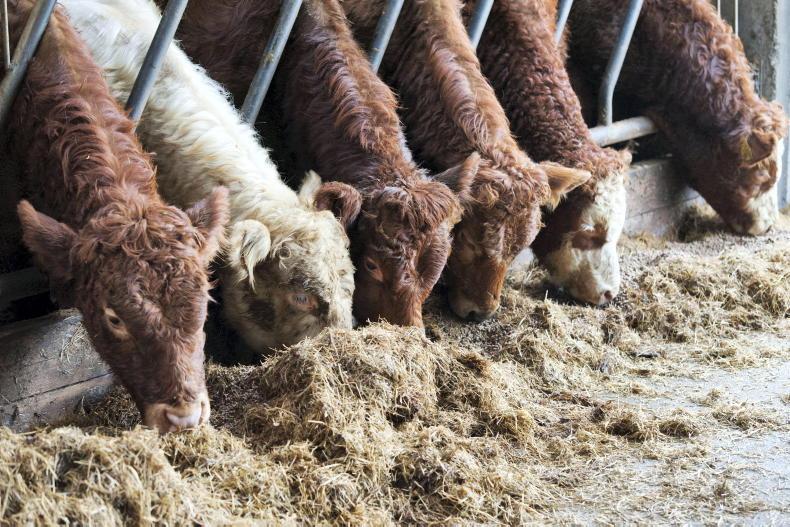 Mercosur to cost Irish farmers €95/head on prime cattle - Meat Industry Ireland