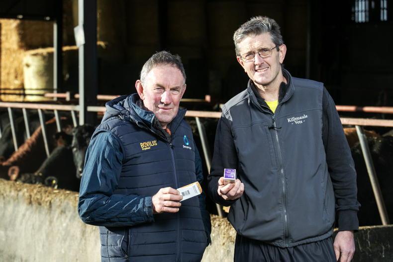 Autumn-calving farmer reaping rewards from crypto vaccine