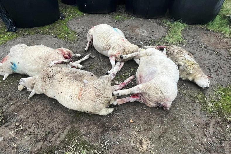 Five pedigree sheep killed in ‘horrendous’ dog attack