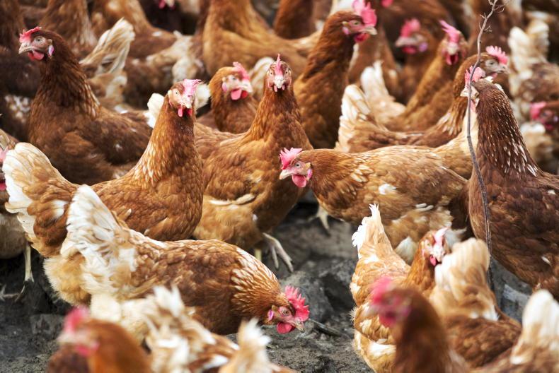 Monaghan farmers seek to overturn poultry planning permission ban