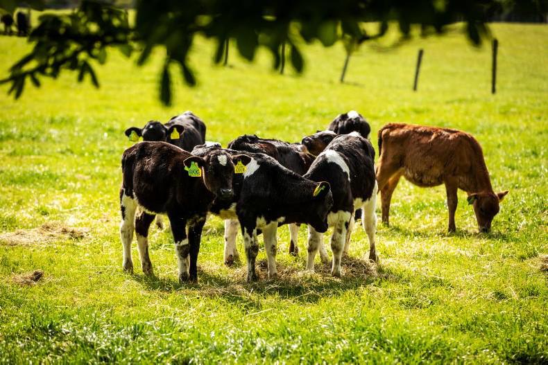 Department vet advises against contract rearing over TB risk