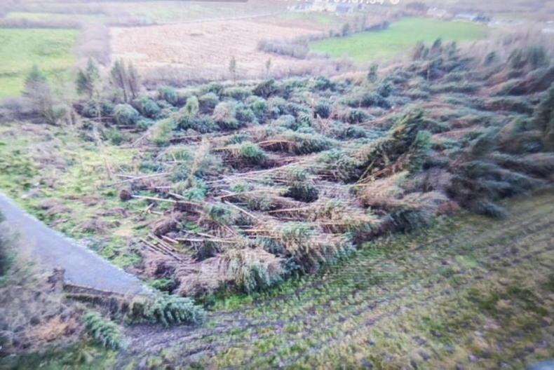Some forestry damage from storm Éowyn not covered by insurance 