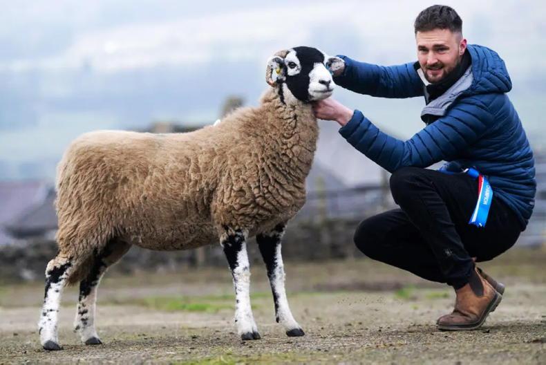 Champion Swaledale ewe hits £2,600 at Hawes
