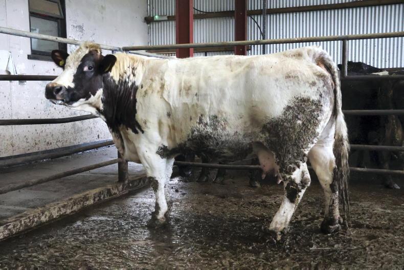 Camera at the Mart: dry cow dream sale in Gortatlea