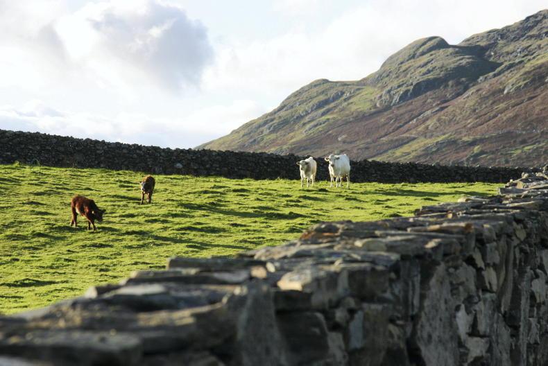 Delayed succession a 'real issue' - Teagasc 