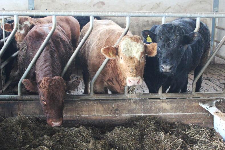 NI Trends: prime cattle quotes surge to 540p/kg; marts underpin hogget prices