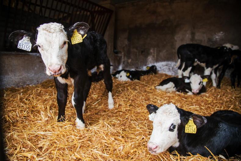 SCEP scheme overtaken by high beef prices - ICMSA