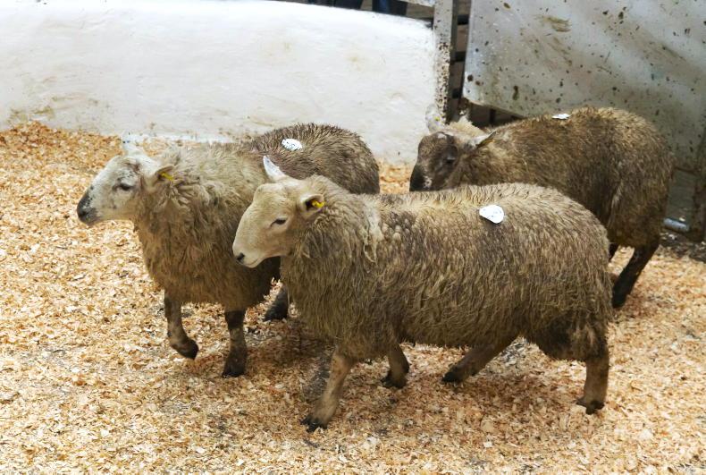 Hogget prices fall by over 50c/kg in two weeks