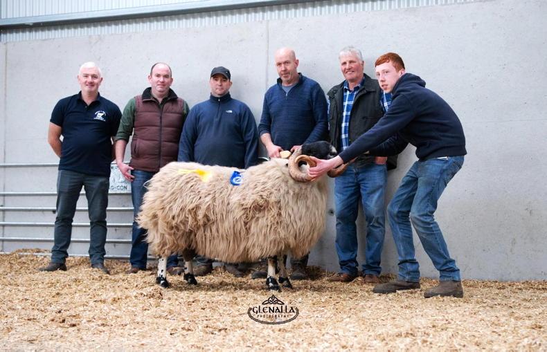Donegal’s leading longwool Perth societies join forces for a bumper in-lamb sale