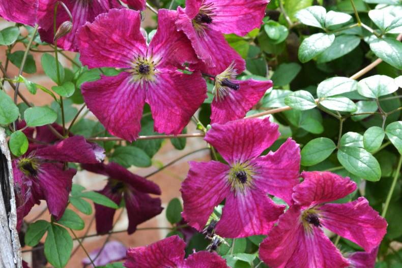 Gardening with Mary: time to show the garden some love