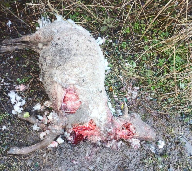 Four in-lamb ewes killed in dog attack in Co Clare