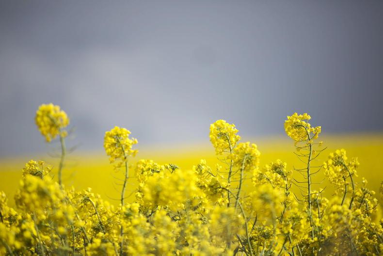 Grain Trends: tariffs and weather hitting markets