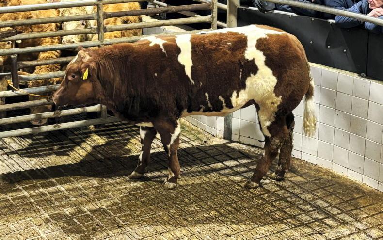 Camera at the Mart: light bulls average over €4/kg in Balla