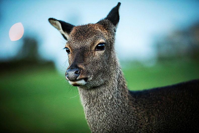 Deer have ‘small role’ with bovine TB spread in NI
