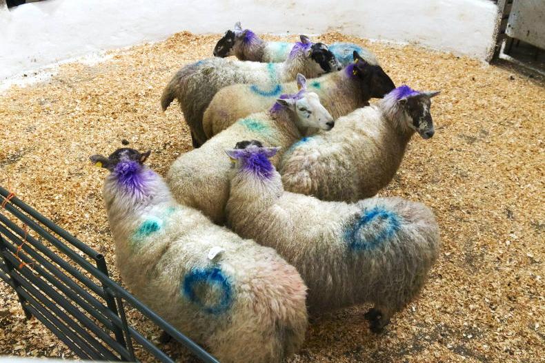 Sheep mart prices: agents more keen for hoggets