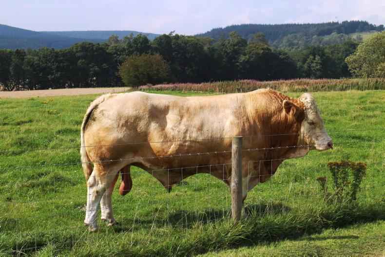 Five breed societies pull Euro-star indices 