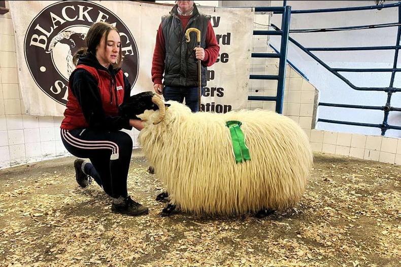 Waterford Blackface in-lamb female sale tops at €1,540