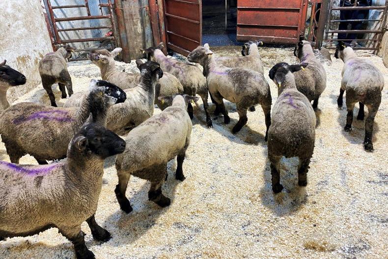 Camera at the Mart: ewes and lambs cause a stir in Drumshanbo