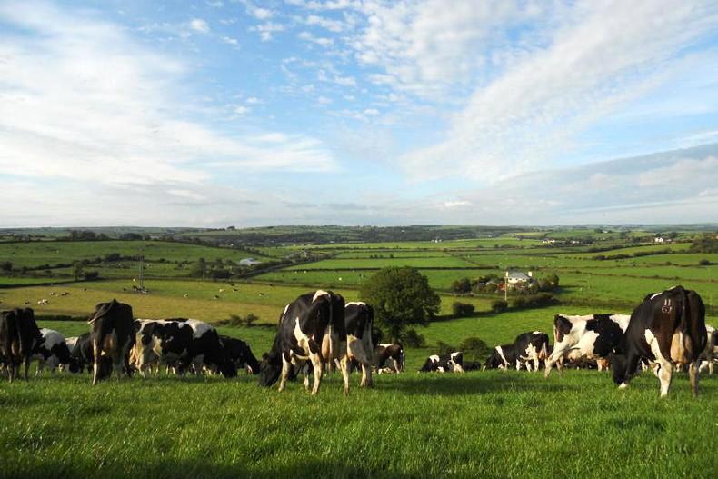 What can producer organisations do for Irish farmers in the future?