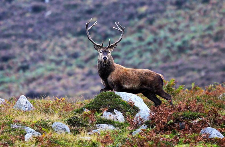 ICMSA wants ‘real action’ from deer management strategy manager