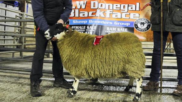 Blackface ewes in hot demand in Donegal 
