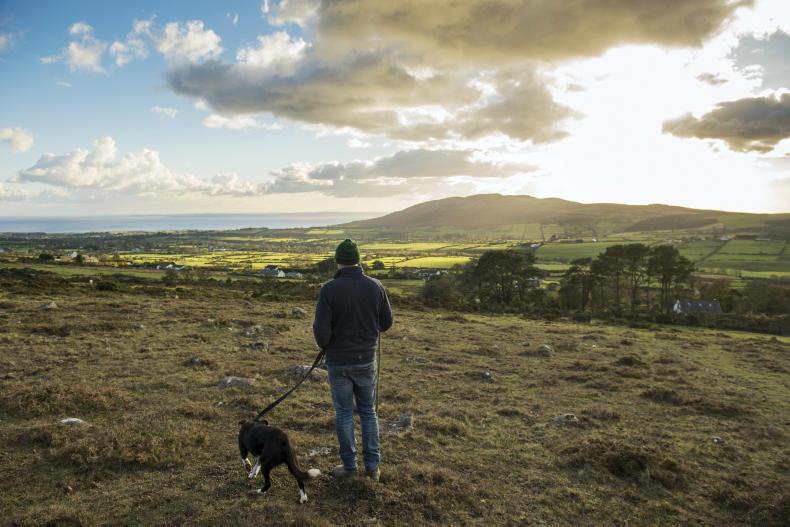 Gardaí issue warning to walkers after dogs worry in-lamb ewes in Louth