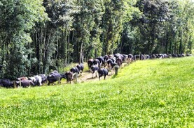 New bird flu strain in US dairy cattle New bird flu strain in US dairy cattle