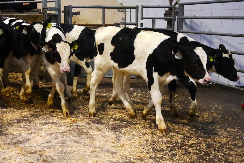 Friesian bull calf prices double on 2024