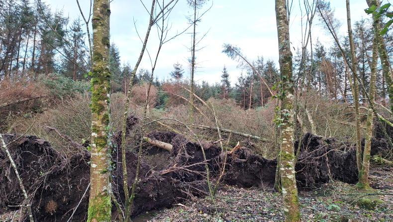 Calls for stay on felling licences for windblown trees