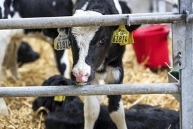 Storm damage puts pressure on farmers during calving Storm damage puts pressure on farmers during calving