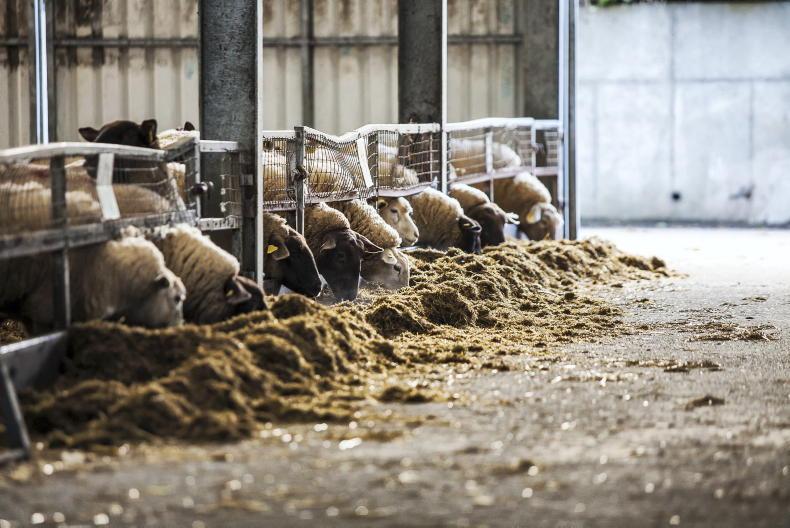 Schemes update: last chance to complete critical sheep census 