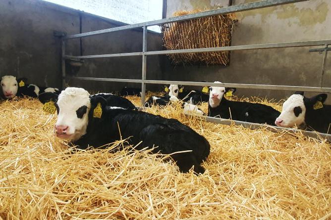 Additional dairy-beef payment should go to calf rearer - ICMSA