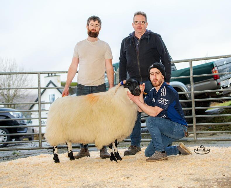 Blackface hogget ewe sells for €1,750 at Donegal’s bumper in-lamb sale
