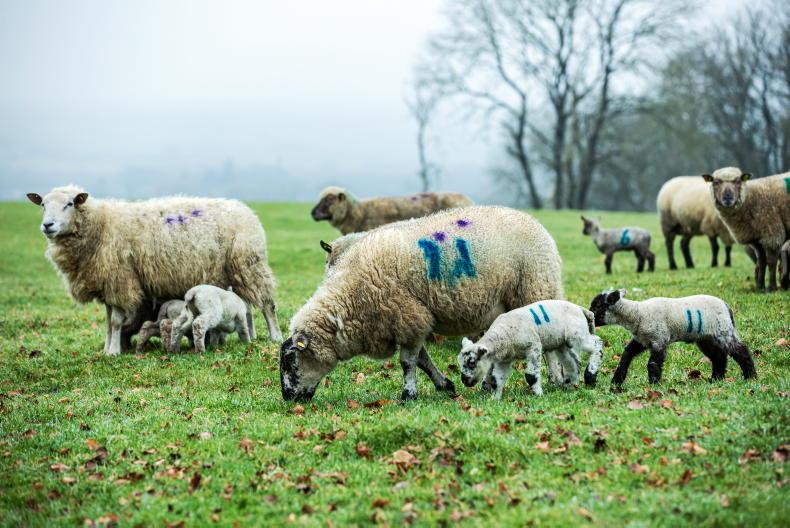 Sheep management: lambing tips, supplementing early lambers and soil sampling