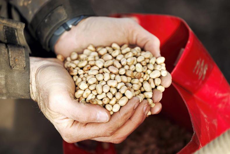 Protein payment to be a max of €600/ha in 2025