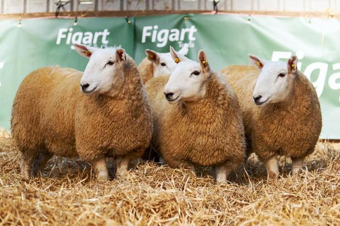McHugh set to host inaugural timed auction of in-lamb Cheviot females