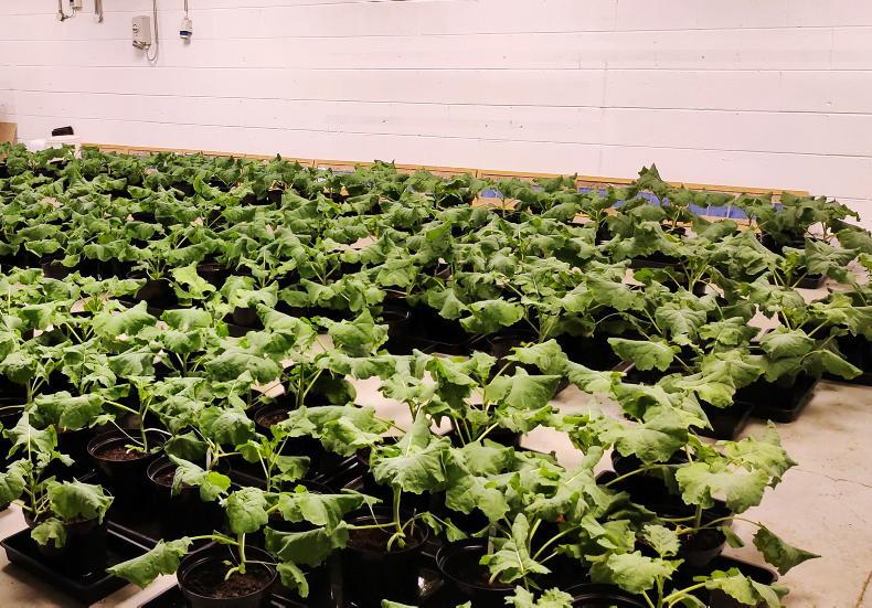 University of Galway and BioAtlantis join EU project on drought solutions