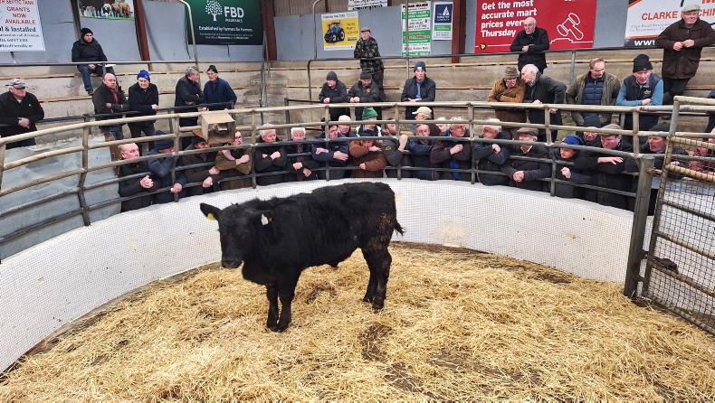 Live exports running 31% higher than in 2024