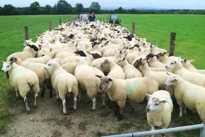 The importance of paying attention to anthelmintic resistance on your farm
