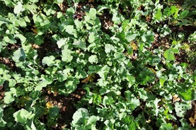 Tillage Management: watching the weather for fertiliser, planting and spraying Tillage Management: watching the weather for fertiliser, planting and spraying