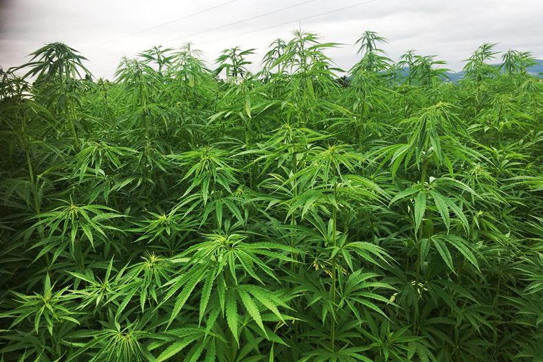 Teagasc conference will outline soil health benefits of hemp