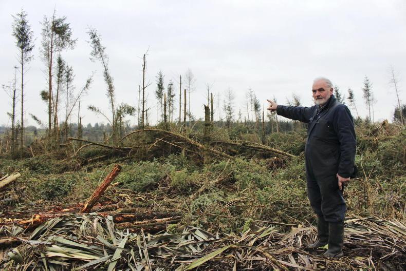 Windblow has major repercussions for forestry sector