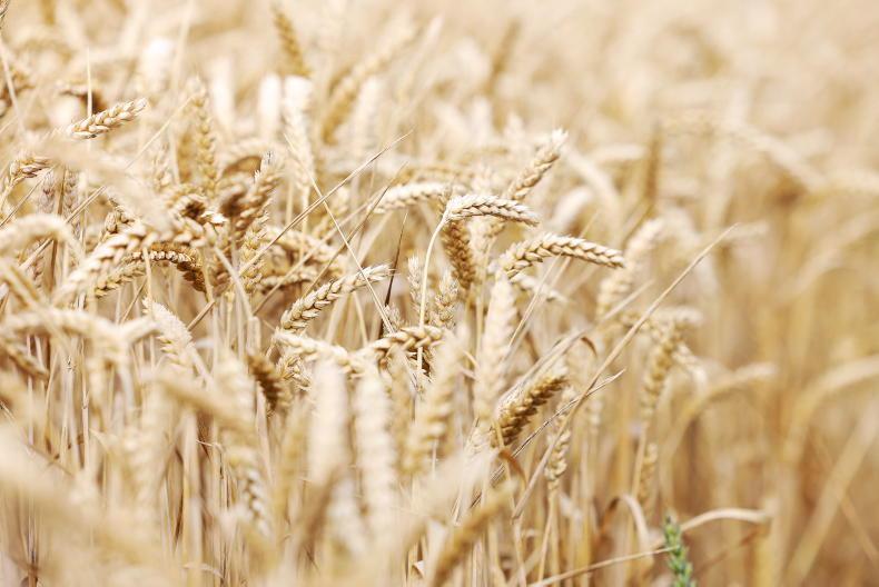 Grain Trends: wheat prices look stable