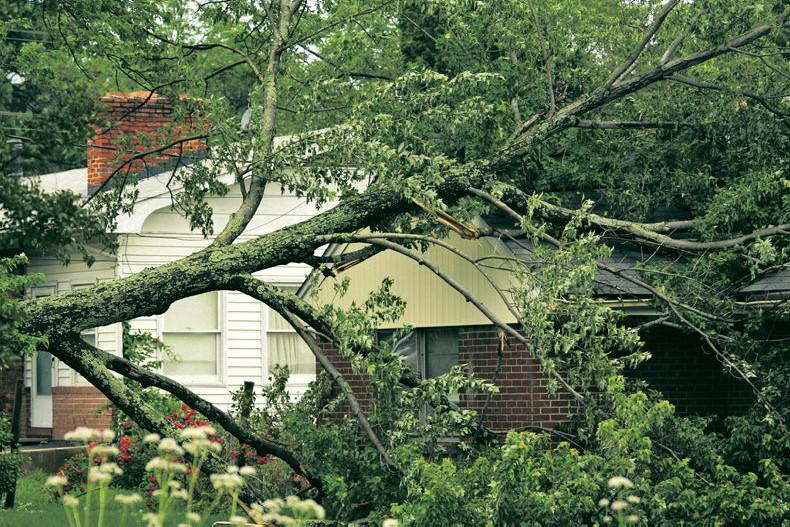 Legal Advice: our neighbour refuses to top their large trees