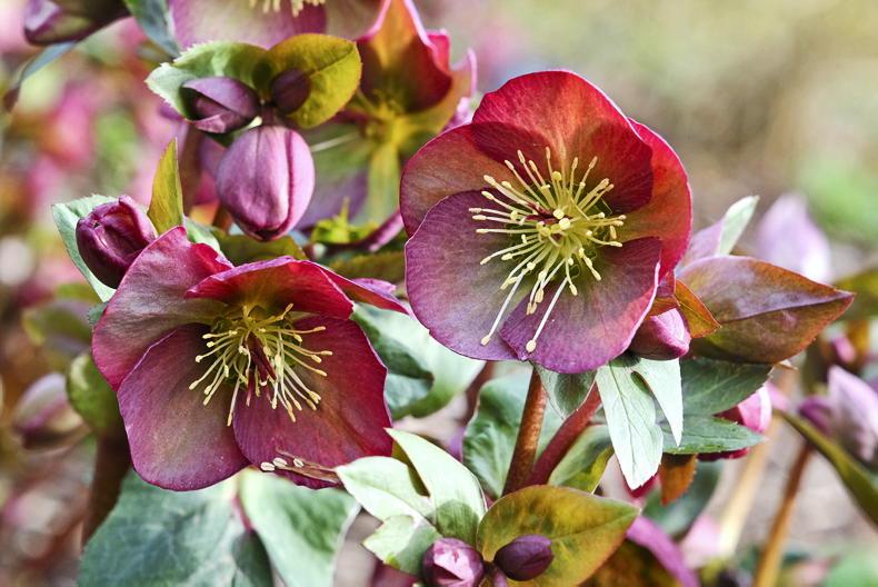 Gardening with Paul Maher: Lenten roses are blooming
